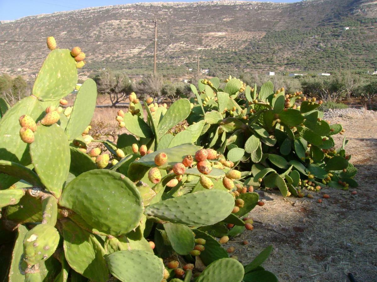 Papadiokampos Maissonete Roussa Limni Exterior photo